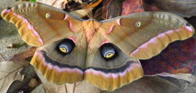 Photo: Polyphemus moth (photographer: Stephen Lody)