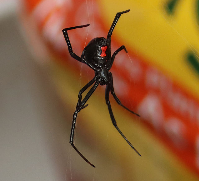 Photo: Closeup of a female black widow spider