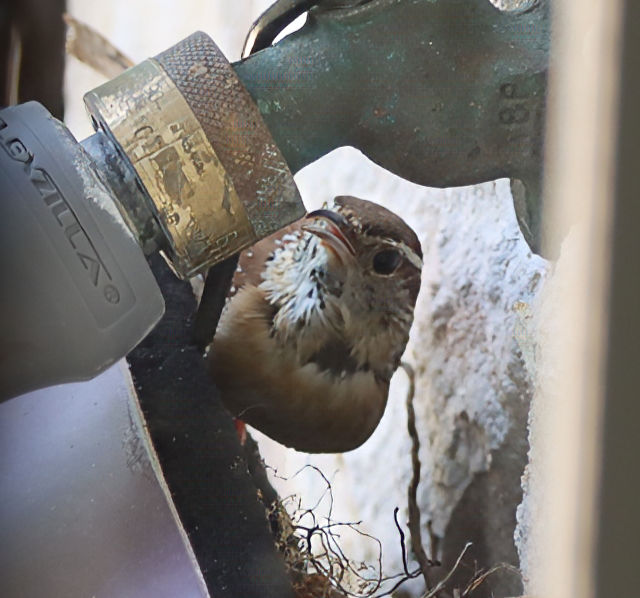 Photo: Carolina wren perched on a hose bib cover containing its nest and hatchlings