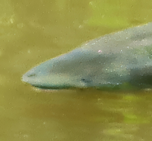 Photo: Closeup of the head of an unknown fish in Pecan Creek, Horseshoe Bay, TX