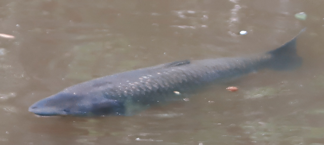 Photo: An unknown fish, possibly a grass carp, in Pecan Creek, Horseshoe Bay, TX