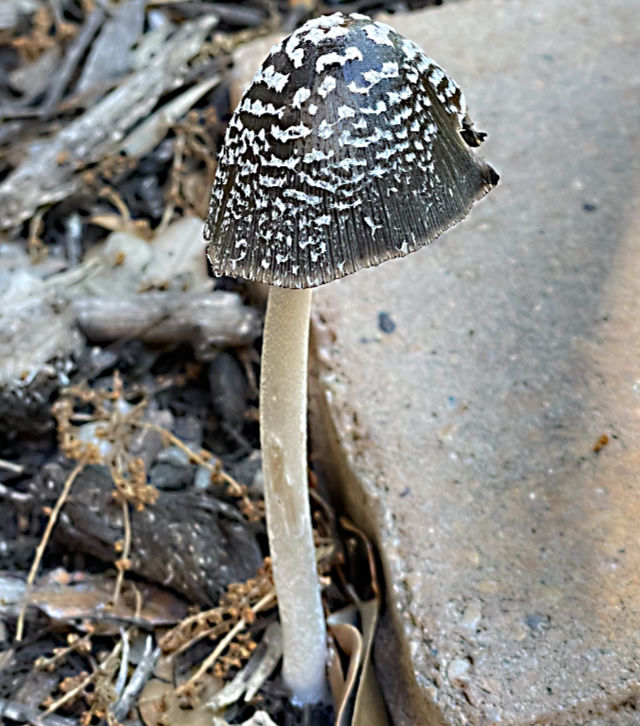 Photo: Magpie inkcap mushroom
