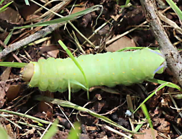 Photo: Polyphemus moth caterpillar
