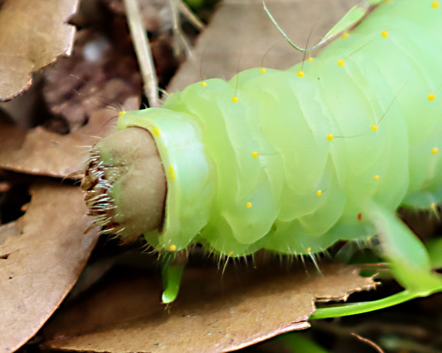 Photo: Closeup of a polyphemus moth caterpillar