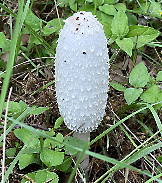 Photo: Shaggy mane mushroom