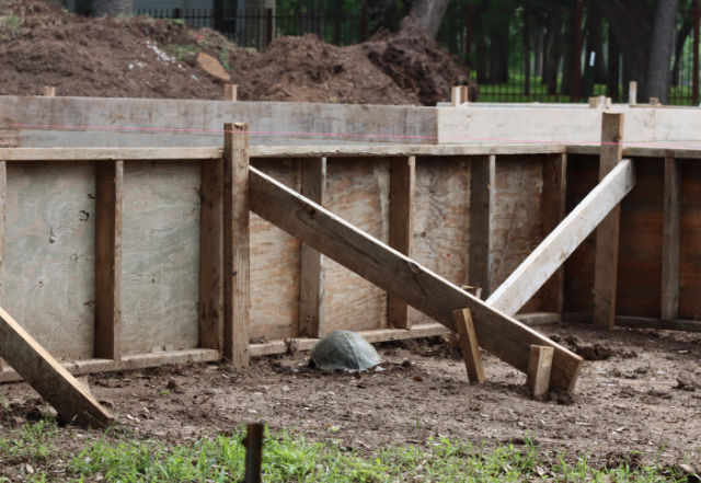 Photo: mud turtle laying eggs next to the forms around a soon-to-be-built house