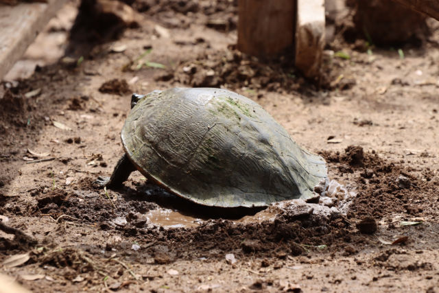 Photo: Mud turtle in the process of laying eggs in a newly dug nest