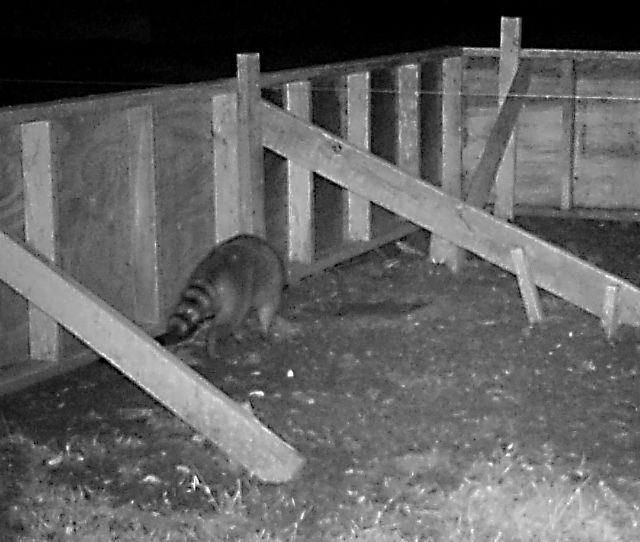 Trail camera nighttime photo: a raccoon walks toward a mud turtle nest