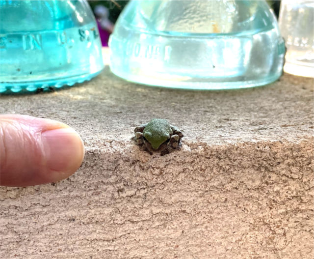 Photo: Fingernail-size green tree frog