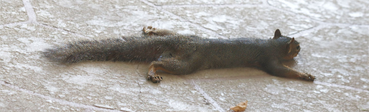 Photo: Squirrel splitting on our back porch