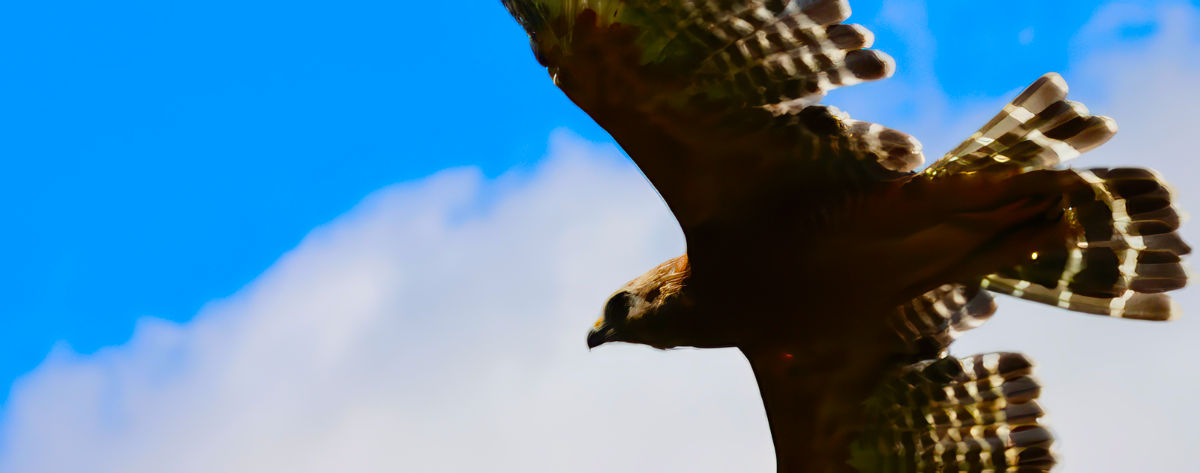 Photo: Redtailed hawk in flight against a backdrop of blue sky and white clouds