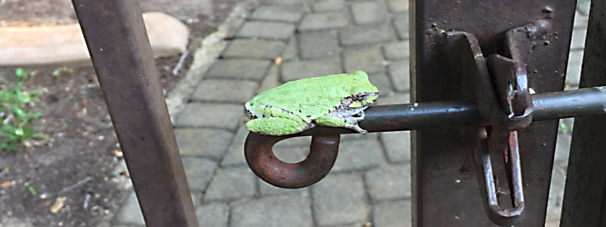 Tree frog on a gate latch