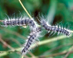 Photo: Three walnut caterpillars