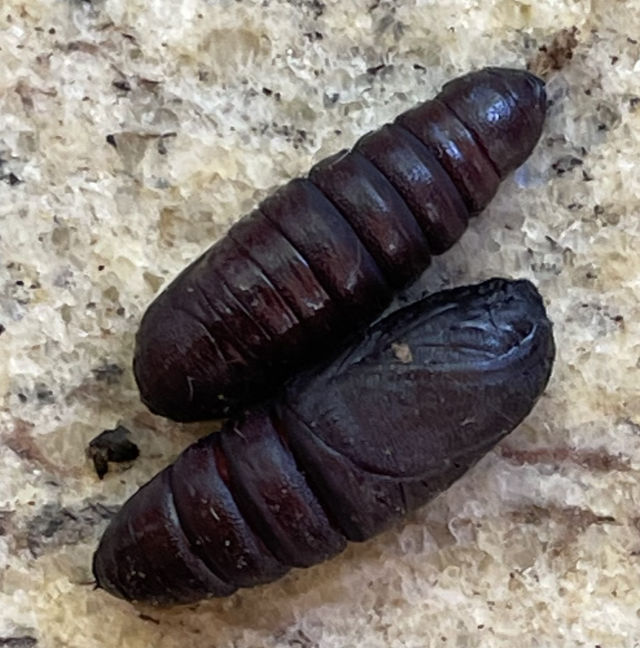 Photo: closeup of two walnut caterpillar pupae