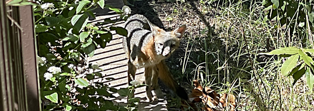 Photo: Gray fox