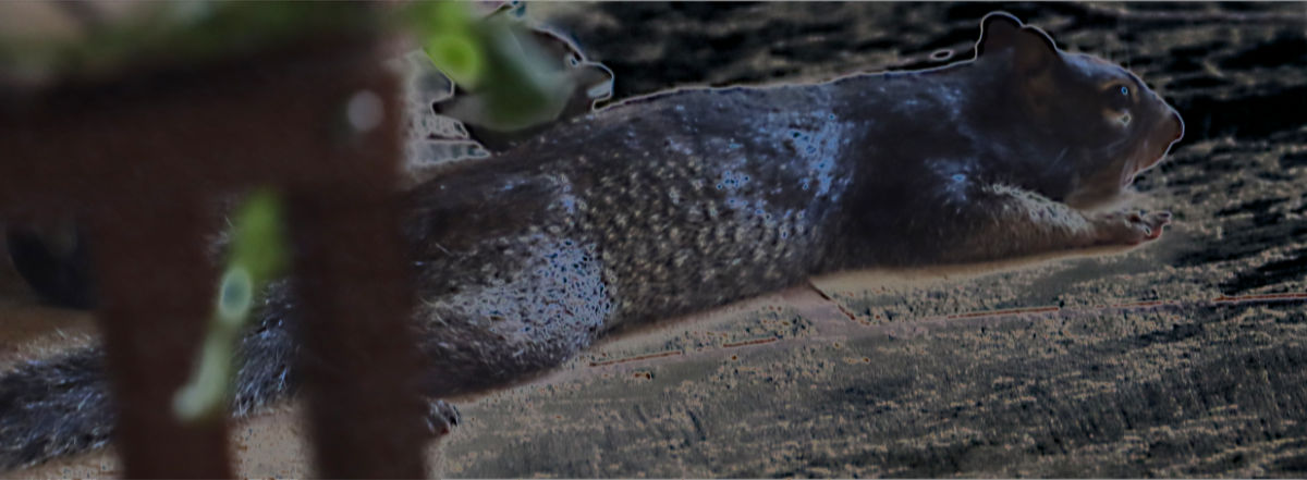 Photo: Splooting rock squirrel