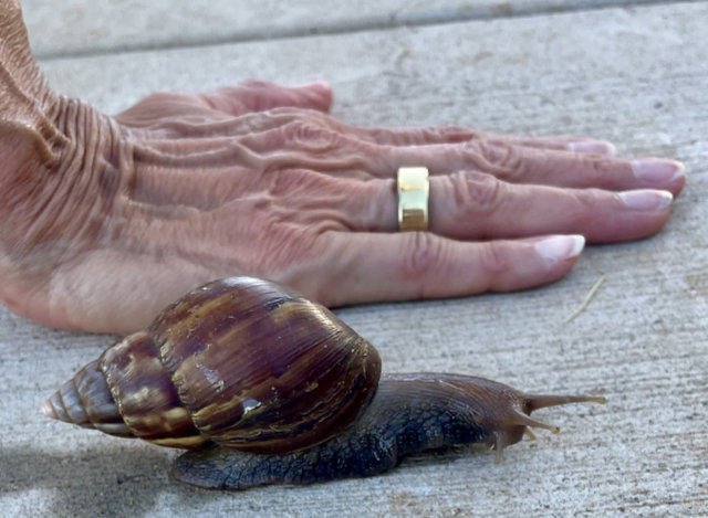 Photo: Giant African Land snail next to my wife's hand (Maui, HI)