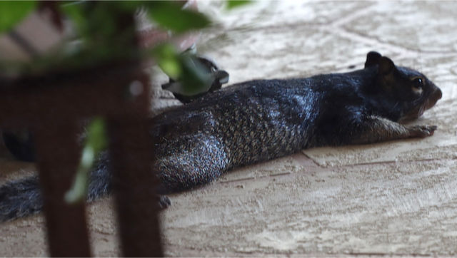 Photo: Rock squirrel stretched out on the concrete porch