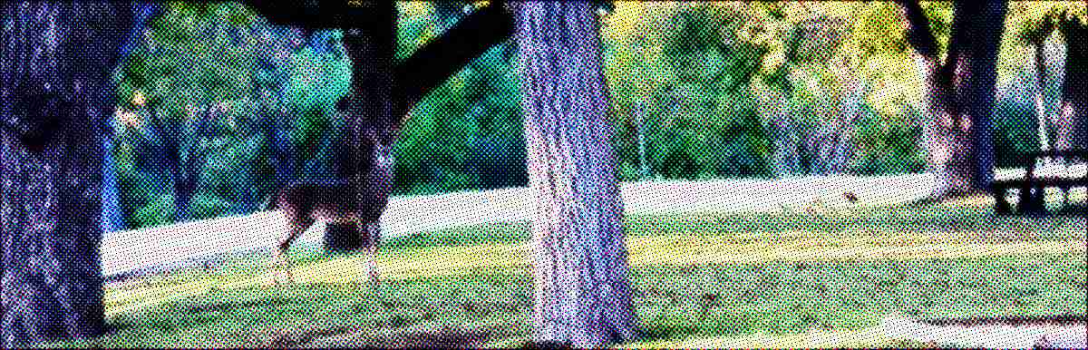 Grainy photo of a deer with antlers entangled in string