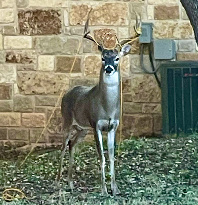 Photo: Whitetail buck with string draped around its antlers