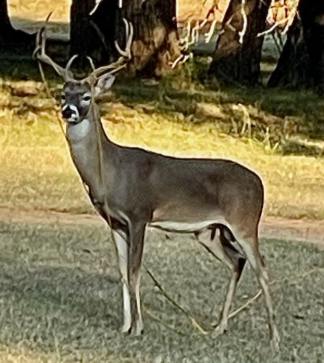 Photo: Whitetail buck with string draped around its antlers