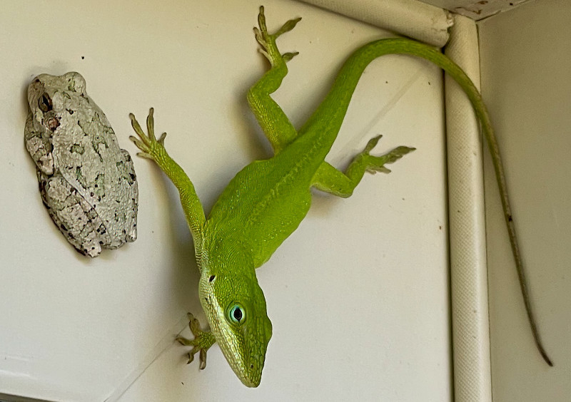 Photo: Carolina anole clinging to a wall next to a tree frog