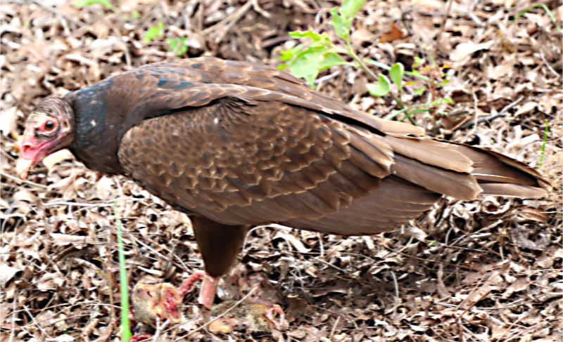 Photo: turkey vulture (buzzard), Horseshoe Bay, TX