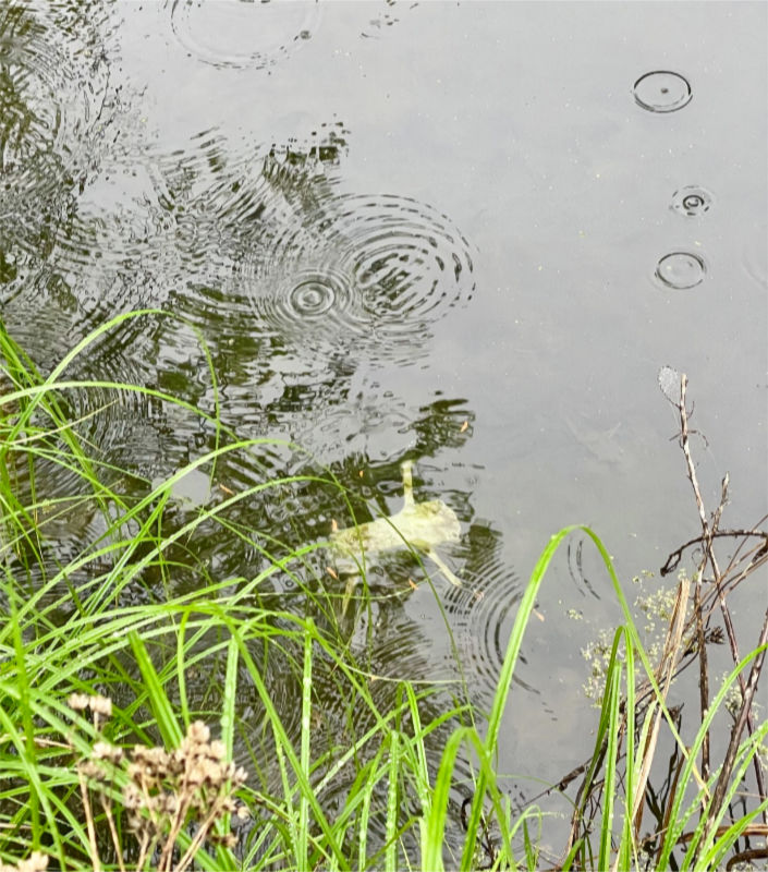 Photo: Drone submerged in shallow water of a creek following a crash