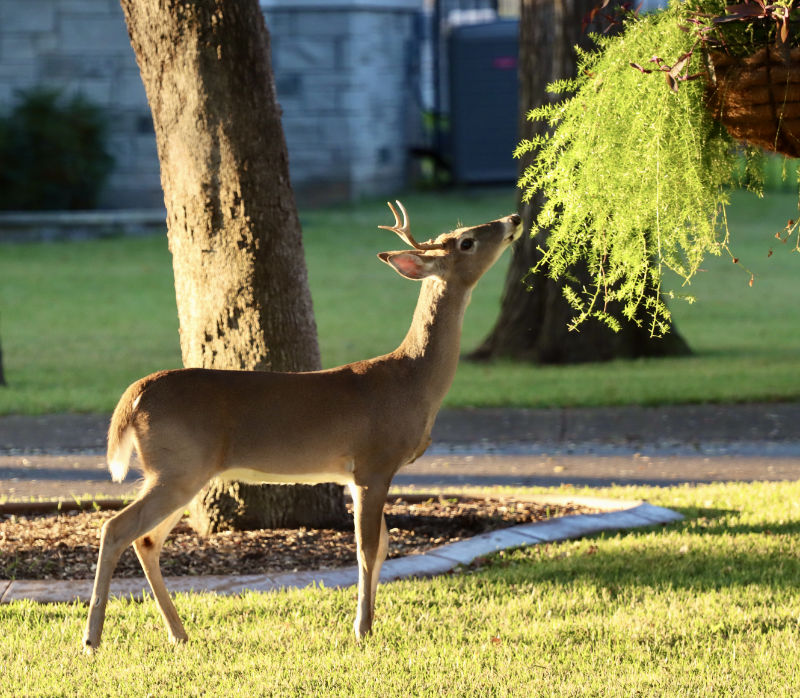 Photo: Whitetail buck inspecting ferns growing in a hanging basket, Horseshoe Bay, TX