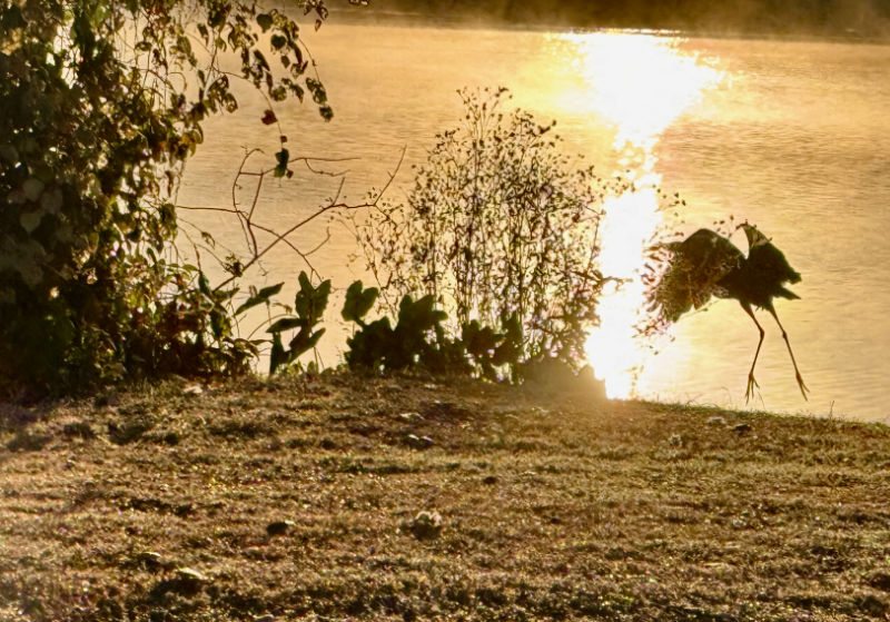 Photo: Great blue heron taking flight from the shore of Lake LBJ, Horseshoe Bay, TX