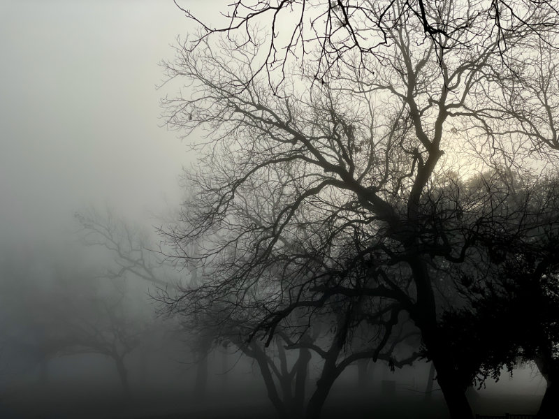 Photo - foggy morning in Horseshoe Bay, TX