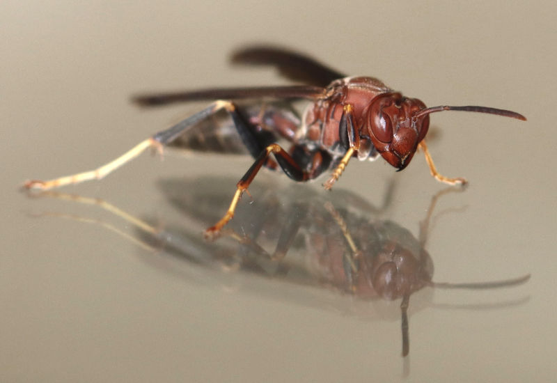 Photo: wasp with reflection in glass