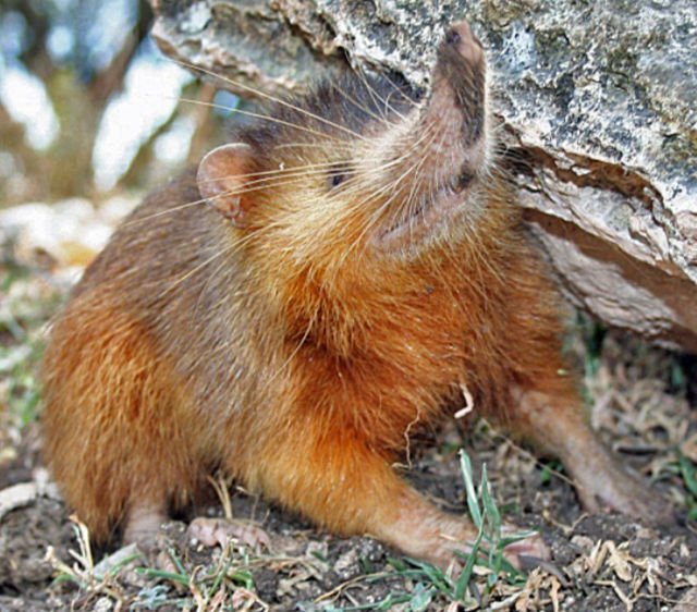 Photo: Hispaniola solenodon; photo copyrighted by Seb az86556 (Wikimedia user)