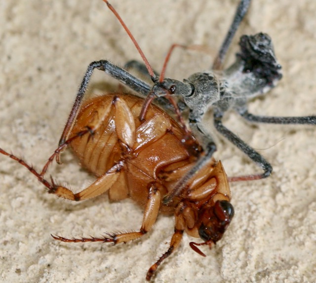 Photo: Assassin bug sucking the insides out of a june bug