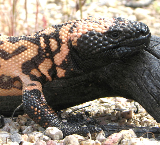 Photo: Closeup of a Gila monster