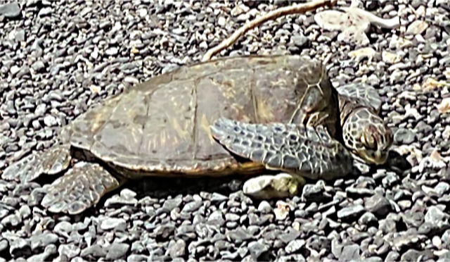 Photo: Green sea turtle resting on a beach - Maui, Hawaii