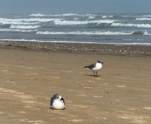 Photo: two seagulls, one standing and one lying down on the beach at South Padre Island