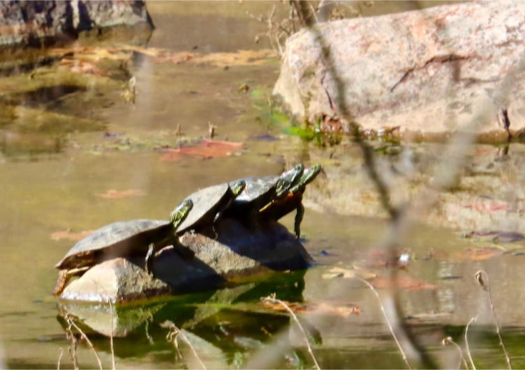 Photo: four turtles basking in the sun on a rock in Pecan Creek, Horseshoe Bay, TX