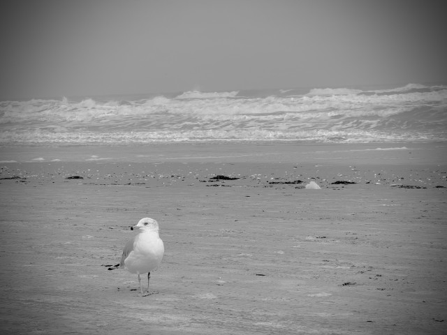 Photo: Seagull standing on the beach at South Padre Island, TX