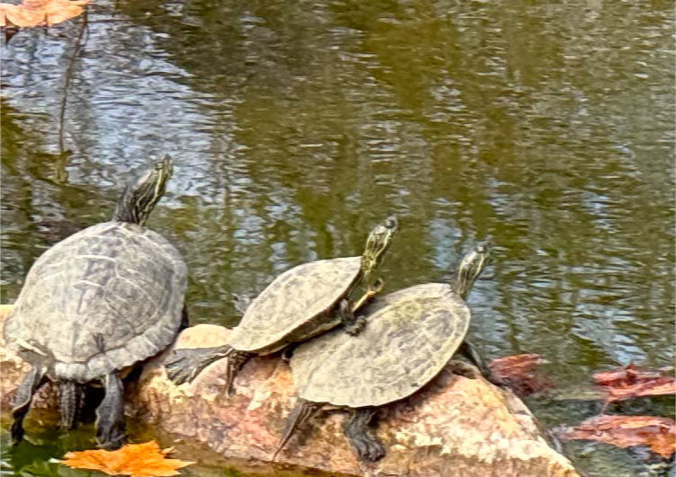 Photo: three turtles basking in the sun on a rock in Pecan Creek, Horseshoe Bay, TX