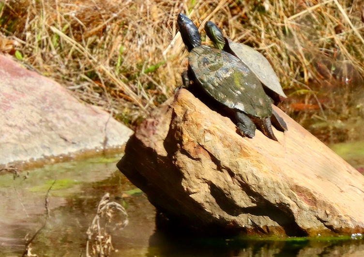 Photo: two turtles basking in the sun on a rock in Pecan Creek, Horseshoe Bay, TX