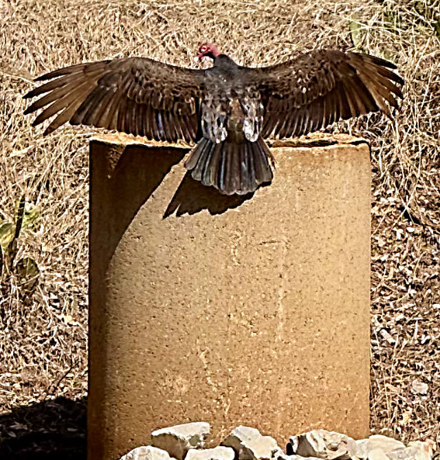 Photo: Turkey vulture spreading its wings to soak up the sun