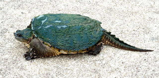 Photo: Common snapping turtle