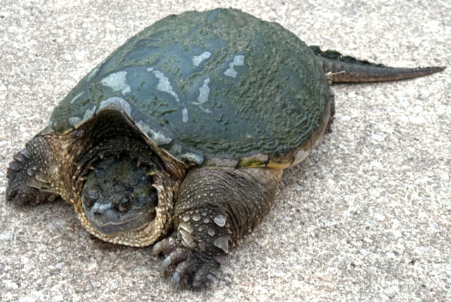 Photo: Common snapping turtle