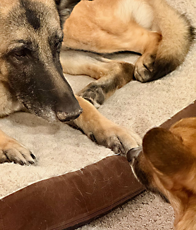 Closeup of two dogs staring at each other