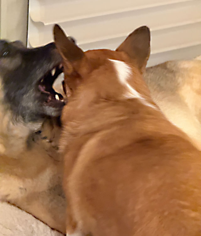 The German Shepherd and the Corgi in close combat