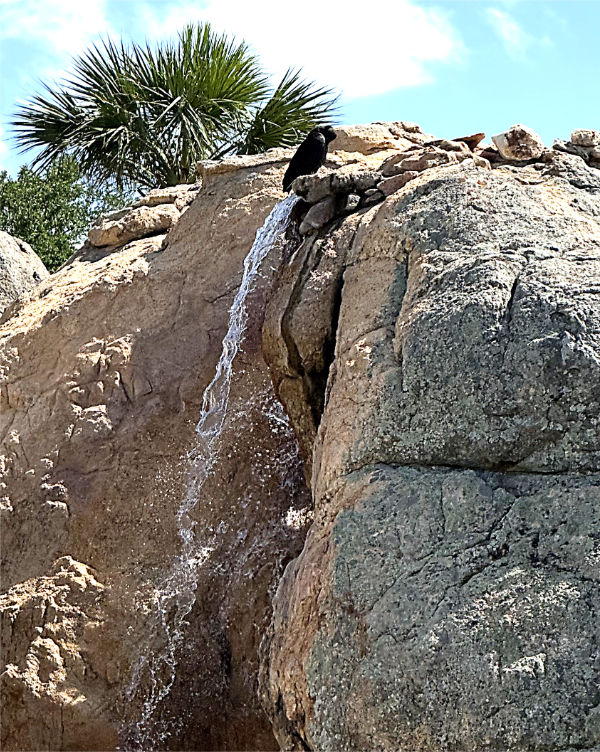 Photo: Black vulture sitting at the edge of a waterfall