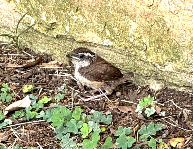 Photo: Carolina wren fledgling