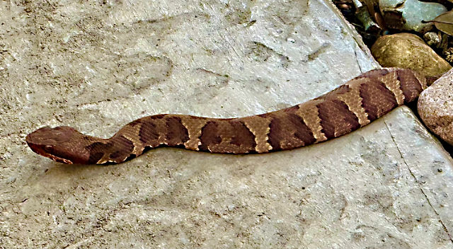 Photo: juvenile Northern cottonmouth (Agkistrodon piscivorus))