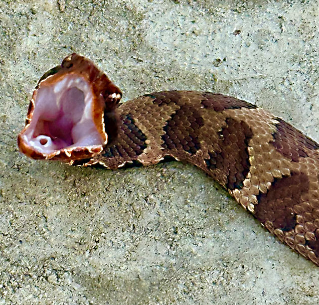 Photo: juvenile Northern cottonmouth displaying the typical gaping posture as a defensive mechanism
